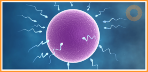 egg donation clinics in georgia