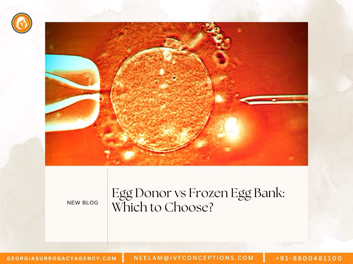 Egg Donor vs Frozen Egg Bank: Which to Choose?