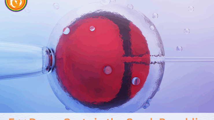 Egg Donor Costs in the Czech Republic: What You Need to Know